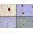ALPHA-SYNUCLEIN (Α-SYNUCLEIN, ALPHA SYNUCLEIN, SNCA; RABBIT) HIGH SENSITIVITY ELISA ASSAY KIT (PART NO. RSNCA-ELISA)